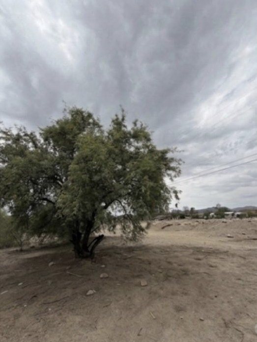 The same desert lot cleared of debris with only the mesquite tree remaining